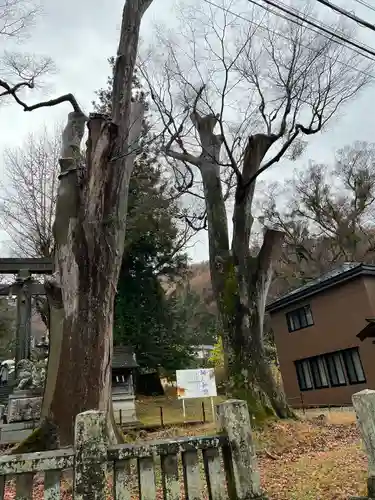 諏訪大社上社前宮の自然