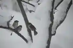 宝光寺の動物