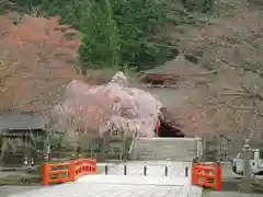 高野山金剛峯寺奥の院(和歌山県)