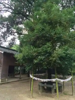 筑紫神社(福岡県)