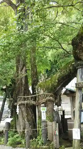 伊那下神社の自然