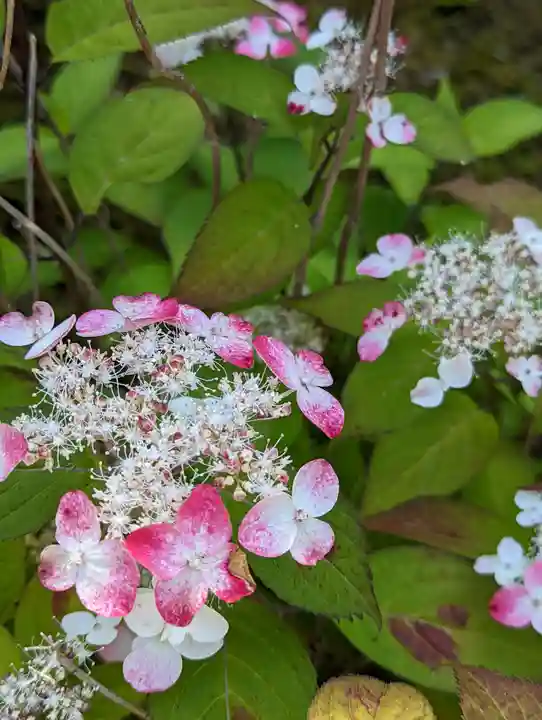 大善寺(京都府)