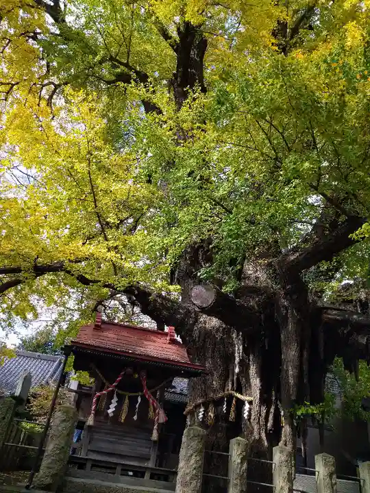 宮城野八幡神社(宮城県)