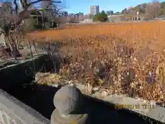 寛永寺不忍池弁天堂の庭園