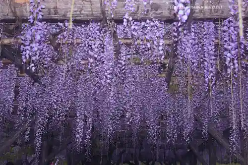 亀戸天神社(東京都)