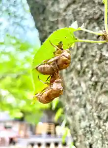 蚊里田八幡宮(長野県)(2024年08月17日(土) 15時15分33秒投稿)