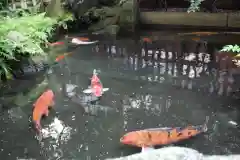 水鏡天満宮の動物