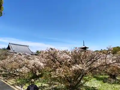 仁和寺の{uncategorized: "未分類", other: "その他", undefined: "問題あり", building: "その他建物", grave: "お墓", sacred_gate: "鳥居", guardian: "狛犬", statue: "像", buddha: "仏像", history: "歴史", nature: "自然", garden: "庭園", animal: "動物", pagoda: "塔", temizu: "手水舎", mountain_gate: "山門・神門", sanctuary: "本殿・本堂", subordinate: "末社・摂社", art: "芸術", scenery: "景色", jizo: "地蔵", ema: "絵馬", goshuin: "御朱印", omikuji: "おみくじ", items: "授与品その他", amulet: "お守り", goshuincho: "御朱印帳", eats: "食事", festival: "お祭り", votive_dance: "神楽", shichigosan: "七五三参", wedding: "結婚式", experience: "体験その他", initially: "初詣", around: "周辺", anti_infection: "感染症対策"}