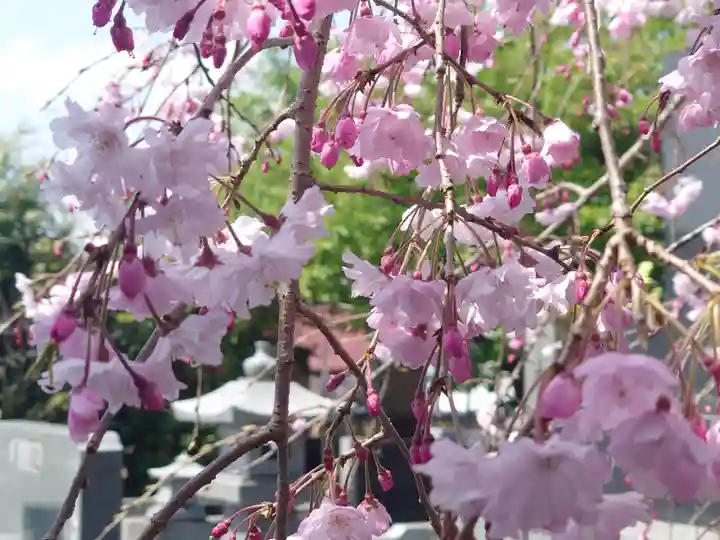 妙福寺(神奈川県)