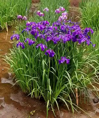 中野沼袋氷川神社(東京都)