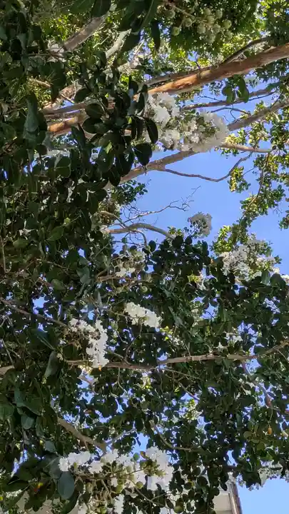 月讀神社(京都府)