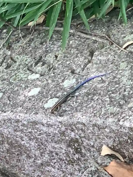 海神社(和歌山県)
