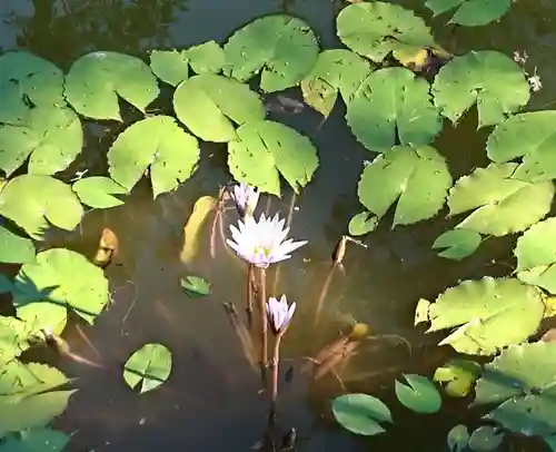 郡浦神社の庭園