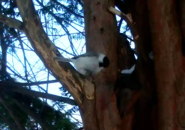旭川天満宮の動物