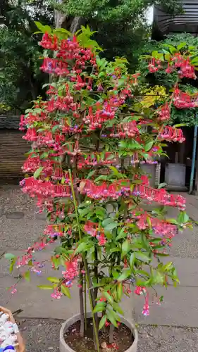 赤坂氷川神社(東京都)
