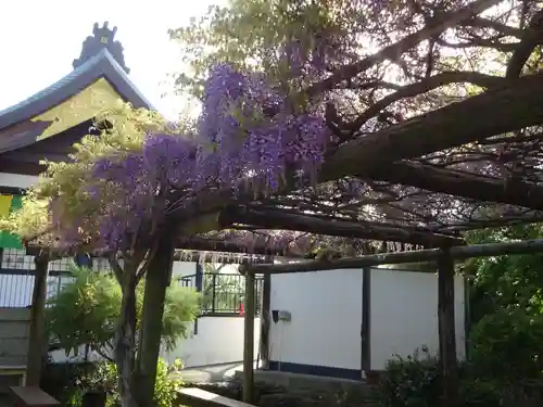 林光寺の庭園