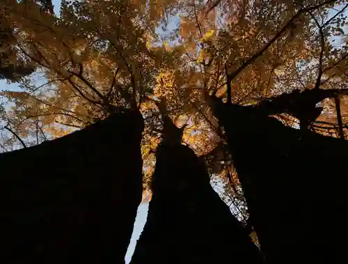 玉敷神社の自然