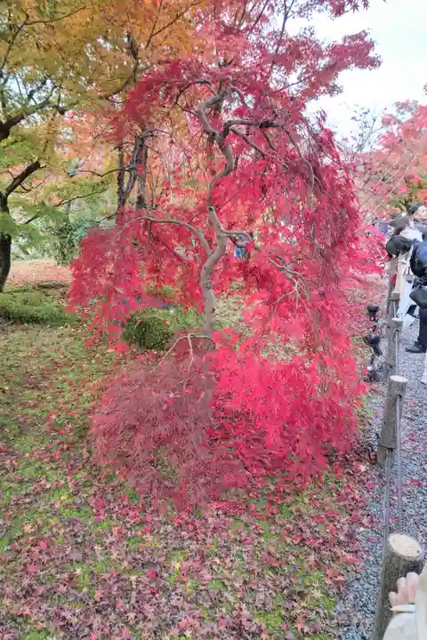 禅林寺(永観堂)(京都府)