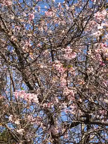 櫻木神社の自然