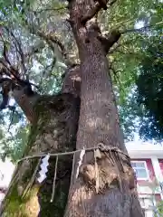 諏訪神社の自然