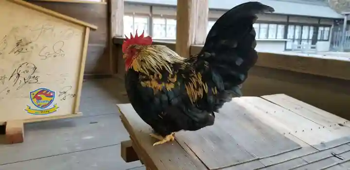 大崎八幡宮の動物