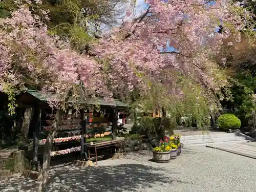 新橋浅間神社の自然