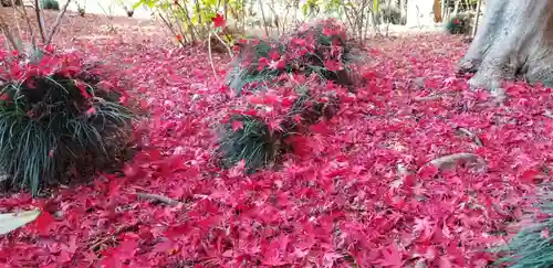本土寺(千葉県)
