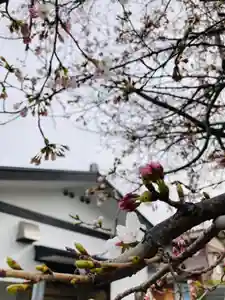 總社 和田八幡宮の自然(2022年04月01日(金) 10時55分04秒投稿)