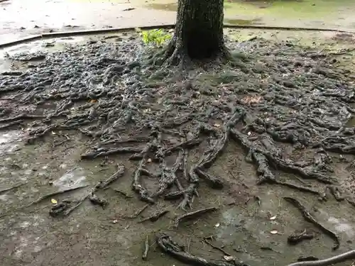 玉川神社の自然