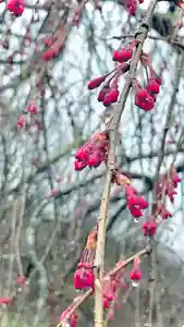 浄居寺(山梨県)(2025年03月30日(日) 09時01分47秒投稿)