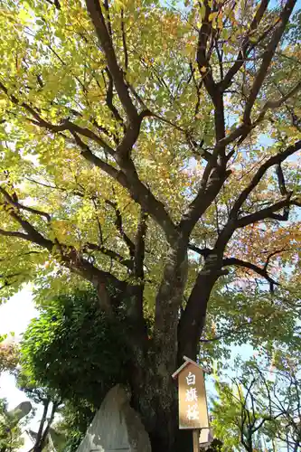 白山神社の自然