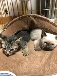 白山神社の動物(2021年02月22日(月) 15時32分17秒投稿)