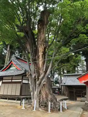天神中條天満宮の{uncategorized: "未分類", other: "その他", undefined: "問題あり", building: "その他建物", grave: "お墓", sacred_gate: "鳥居", guardian: "狛犬", statue: "像", buddha: "仏像", history: "歴史", nature: "自然", garden: "庭園", animal: "動物", pagoda: "塔", temizu: "手水舎", mountain_gate: "山門・神門", sanctuary: "本殿・本堂", subordinate: "末社・摂社", art: "芸術", scenery: "景色", jizo: "地蔵", ema: "絵馬", goshuin: "御朱印", omikuji: "おみくじ", items: "授与品その他", amulet: "お守り", goshuincho: "御朱印帳", eats: "食事", festival: "お祭り", votive_dance: "神楽", shichigosan: "七五三参", wedding: "結婚式", experience: "体験その他", initially: "初詣", around: "周辺", anti_infection: "感染症対策"}
