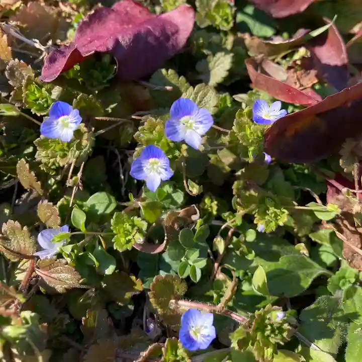 高司神社〜むすびの神の鎮まる社〜(福島県)