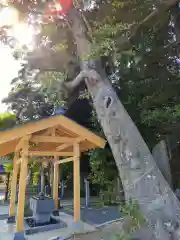 大國魂神社の手水