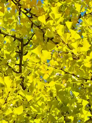 廣瀬大社(奈良県)