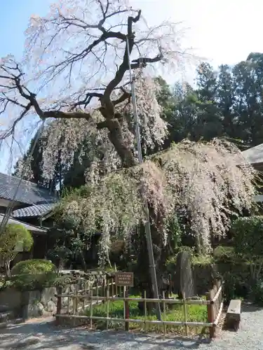 福光園寺の自然