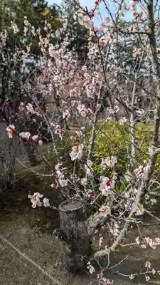 隨心院(随心院)(京都府)