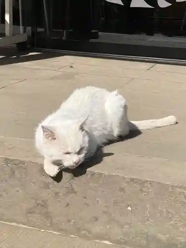 愛宕神社の動物