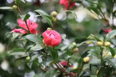 神炊館神社 ⁂奥州須賀川総鎮守⁂の自然