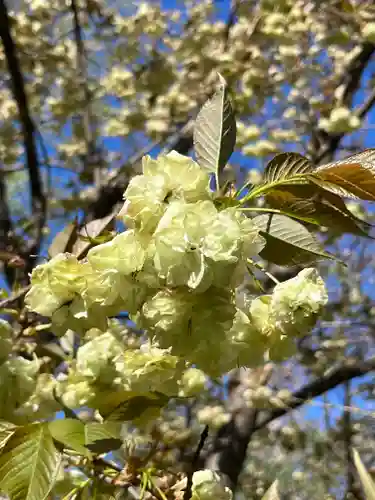 平野神社(京都府)