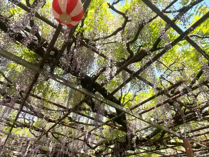 太巌寺(ふじの寺)(三重県)