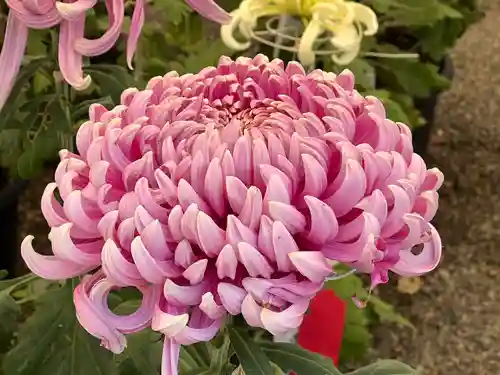高麗神社(埼玉県)
