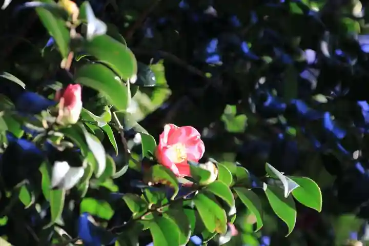 阿久津「田村神社」(郡山市阿久津町)旧社名:伊豆箱根三嶋三社の自然