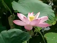 旗上弁財天社の自然