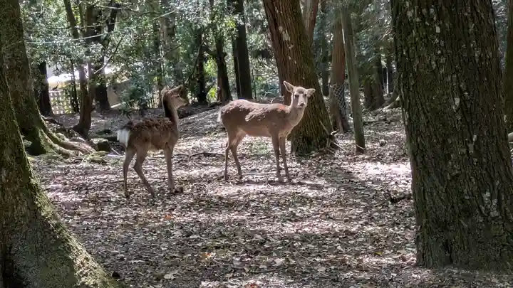 春日大社(奈良県)