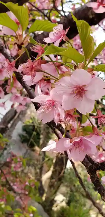 桜神宮の自然
