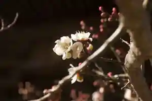 秩父札所十三番 慈眼寺の自然(2023年01月27日(金) 13時27分39秒投稿)