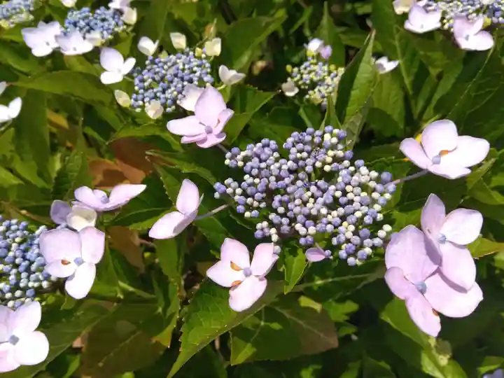 新知恩院(滋賀県)