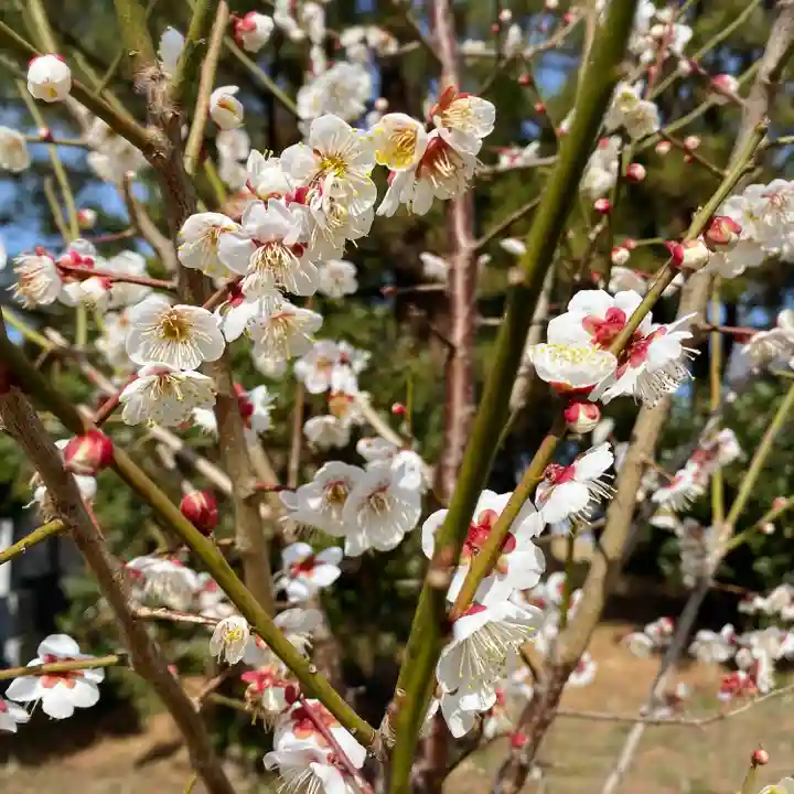 妙法寺(神奈川県)